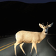 Image for article titled Arby’s has hunters in crosshairs with its new venison sandwiches